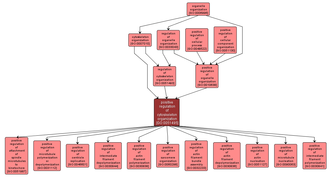 GO:0051495 - positive regulation of cytoskeleton organization (interactive image map)