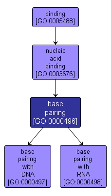 GO:0000496 - base pairing (interactive image map)