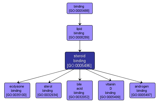 GO:0005496 - steroid binding (interactive image map)