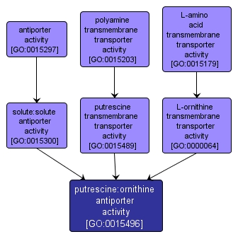 GO:0015496 - putrescine:ornithine antiporter activity (interactive image map)