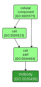 GO:0030496 - midbody (interactive image map)