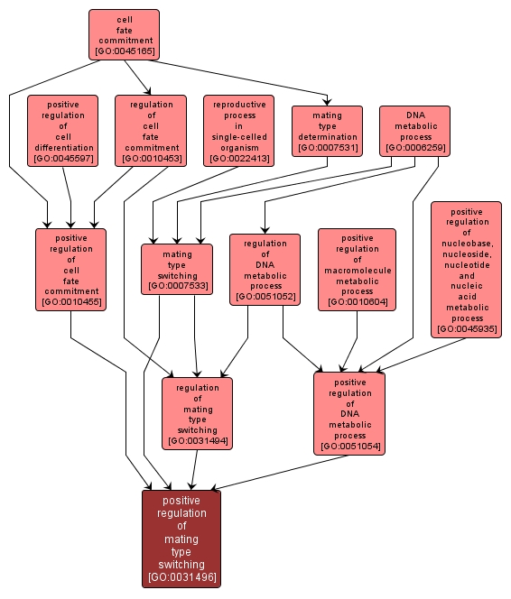 GO:0031496 - positive regulation of mating type switching (interactive image map)