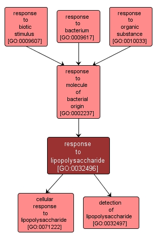 GO:0032496 - response to lipopolysaccharide (interactive image map)