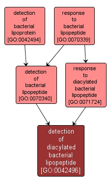 GO:0042496 - detection of diacylated bacterial lipopeptide (interactive image map)