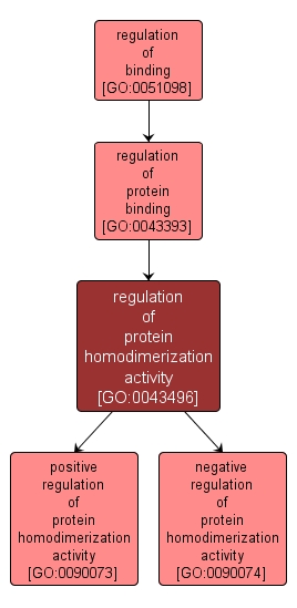 GO:0043496 - regulation of protein homodimerization activity (interactive image map)