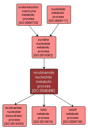 GO:0046496 - nicotinamide nucleotide metabolic process (interactive image map)