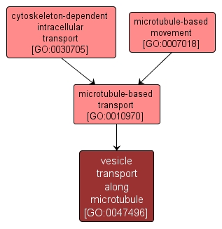 GO:0047496 - vesicle transport along microtubule (interactive image map)