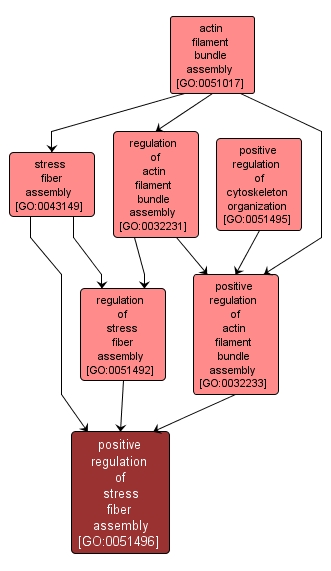 GO:0051496 - positive regulation of stress fiber assembly (interactive image map)