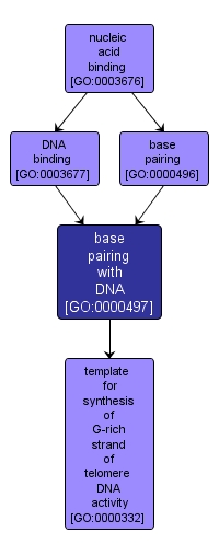 GO:0000497 - base pairing with DNA (interactive image map)
