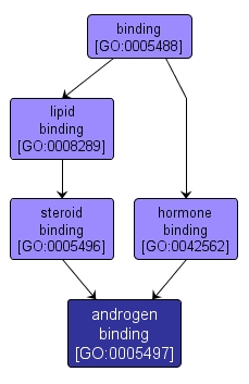 GO:0005497 - androgen binding (interactive image map)