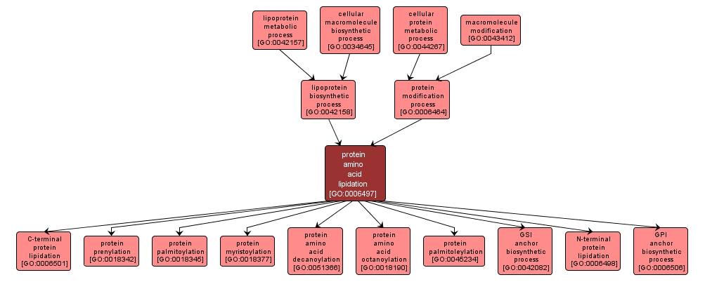 GO:0006497 - protein amino acid lipidation (interactive image map)