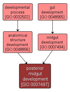 GO:0007497 - posterior midgut development (interactive image map)