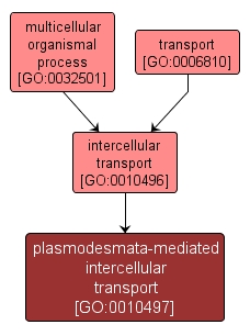 GO:0010497 - plasmodesmata-mediated intercellular transport (interactive image map)