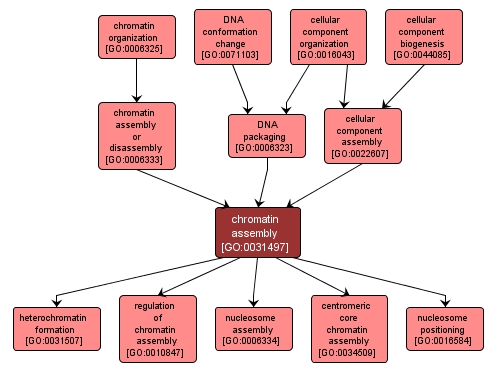 GO:0031497 - chromatin assembly (interactive image map)