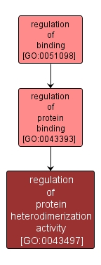 GO:0043497 - regulation of protein heterodimerization activity (interactive image map)