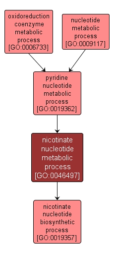 GO:0046497 - nicotinate nucleotide metabolic process (interactive image map)