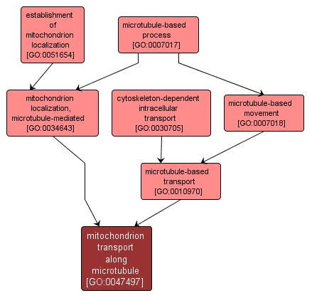 GO:0047497 - mitochondrion transport along microtubule (interactive image map)