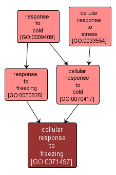 GO:0071497 - cellular response to freezing (interactive image map)