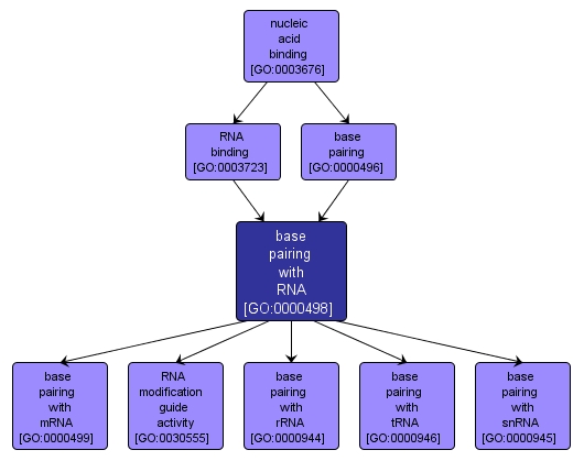 GO:0000498 - base pairing with RNA (interactive image map)