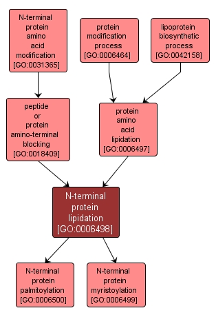 GO:0006498 - N-terminal protein lipidation (interactive image map)