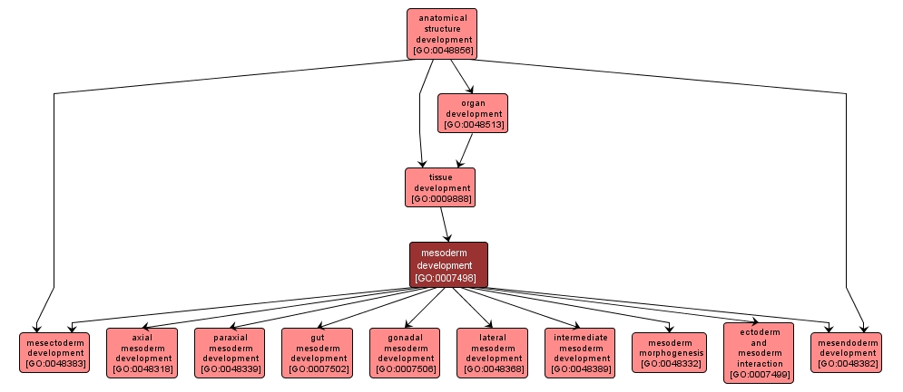 GO:0007498 - mesoderm development (interactive image map)