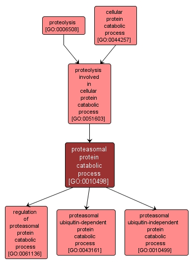 GO:0010498 - proteasomal protein catabolic process (interactive image map)