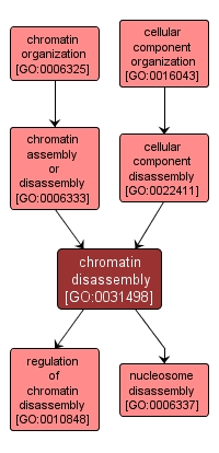 GO:0031498 - chromatin disassembly (interactive image map)