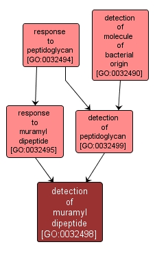 GO:0032498 - detection of muramyl dipeptide (interactive image map)