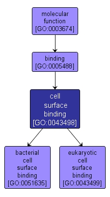 GO:0043498 - cell surface binding (interactive image map)
