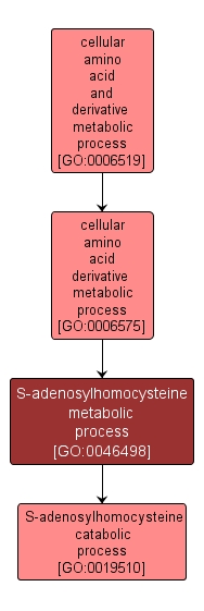 GO:0046498 - S-adenosylhomocysteine metabolic process (interactive image map)