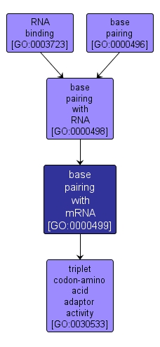 GO:0000499 - base pairing with mRNA (interactive image map)