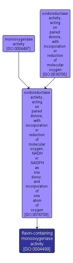 GO:0004499 - flavin-containing monooxygenase activity (interactive image map)