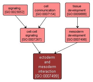 GO:0007499 - ectoderm and mesoderm interaction (interactive image map)