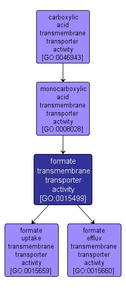 GO:0015499 - formate transmembrane transporter activity (interactive image map)