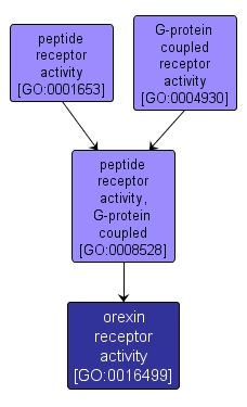 GO:0016499 - orexin receptor activity (interactive image map)