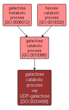 GO:0033499 - galactose catabolic process via UDP-galactose (interactive image map)