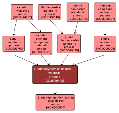 GO:0046499 - S-adenosylmethioninamine metabolic process (interactive image map)