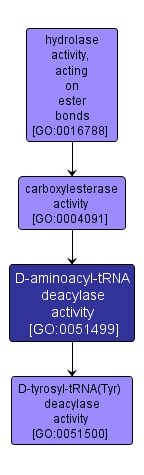 GO:0051499 - D-aminoacyl-tRNA deacylase activity (interactive image map)