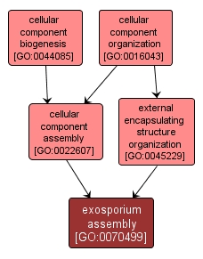 GO:0070499 - exosporium assembly (interactive image map)