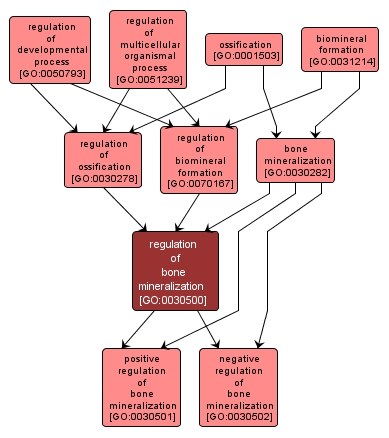 GO:0030500 - regulation of bone mineralization (interactive image map)