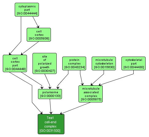 GO:0031500 - Tea1 cell-end complex (interactive image map)