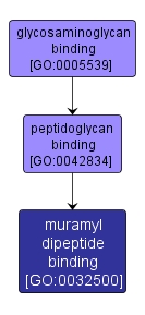 GO:0032500 - muramyl dipeptide binding (interactive image map)