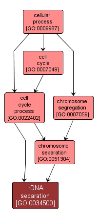 GO:0034500 - rDNA separation (interactive image map)