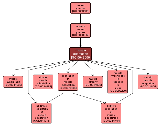 GO:0043500 - muscle adaptation (interactive image map)