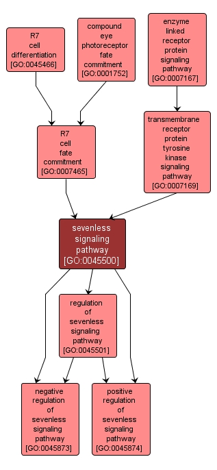 GO:0045500 - sevenless signaling pathway (interactive image map)