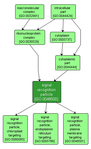 GO:0048500 - signal recognition particle (interactive image map)