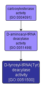 GO:0051500 - D-tyrosyl-tRNA(Tyr) deacylase activity (interactive image map)