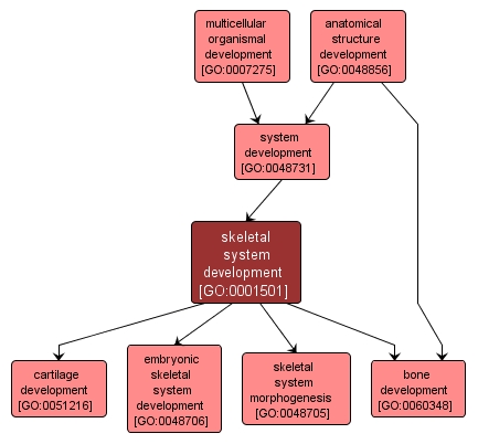 GO:0001501 - skeletal system development (interactive image map)