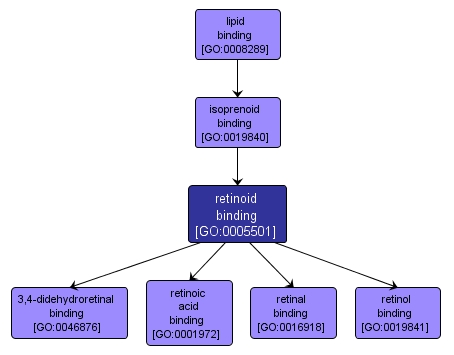 GO:0005501 - retinoid binding (interactive image map)