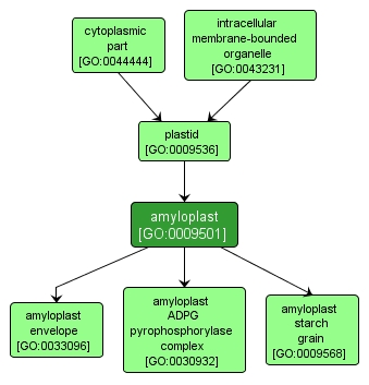 GO:0009501 - amyloplast (interactive image map)